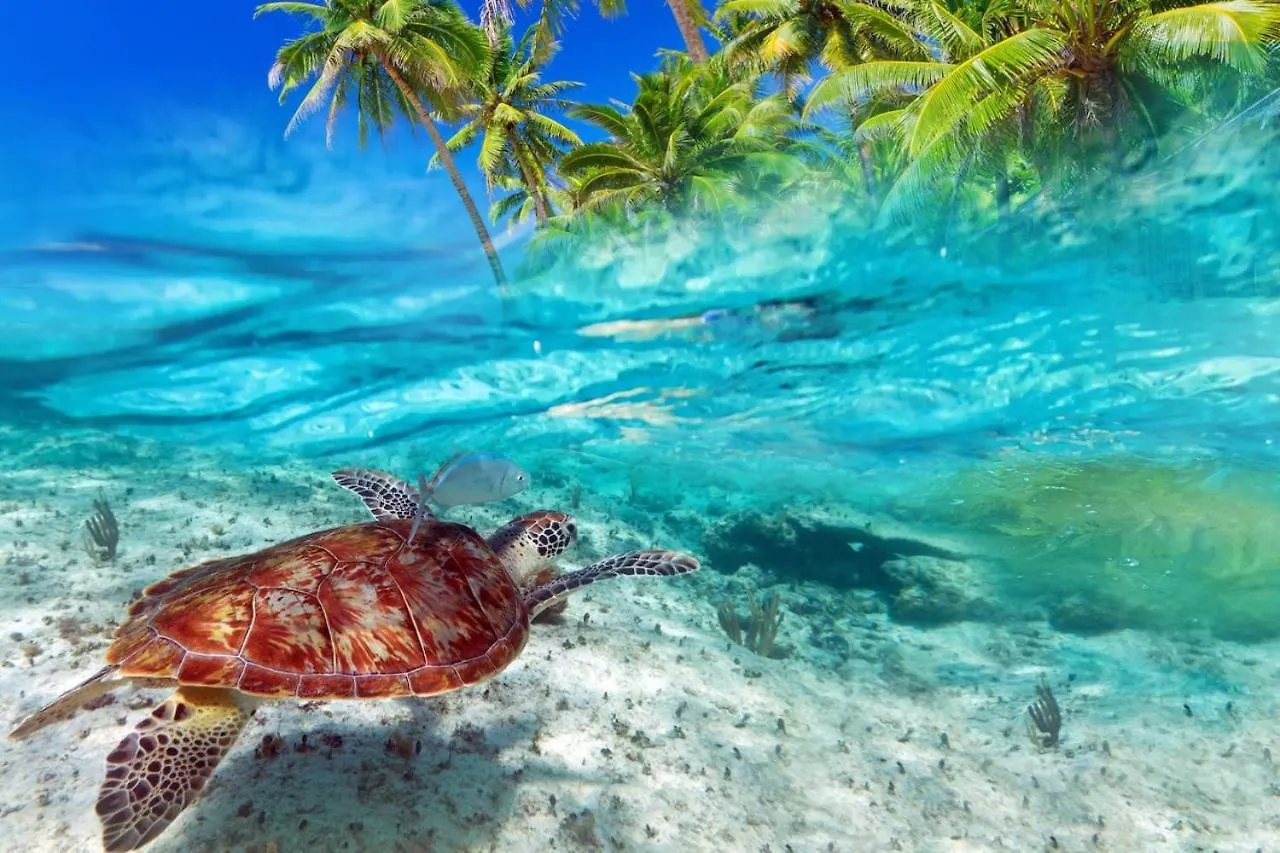 A Sublime Location - A Peaceful Surrender In Waikiki Appartement Honolulu